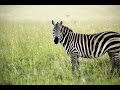 The Zebra - Queen of Africa - Animals Documentary