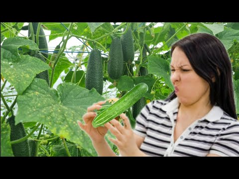 Video: Cucumber Ripening Off The Vine - Lär dig om gurkans mognad