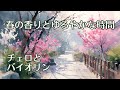 【1/fゆらぎ】静かな弦に包まれるひととき-チェロとバイオリン | Quiet Strings Embracing the Moment – Cello & Violin