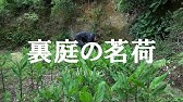 畑活日記 100円ショップで買ったミョウガ苗 成長記 Youtube