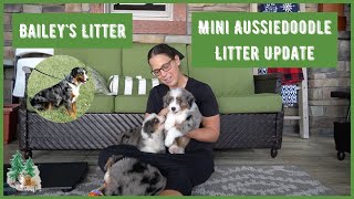 AKC Australian Shepard Mom Bailey's F1 Aussiedoodle Litter Update