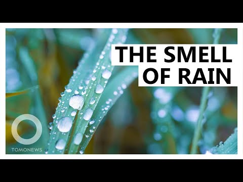 How Rain Gets Its Unique Smell