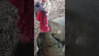 1300 Riverview park & zoo - Peterbrough Ontario, Canada