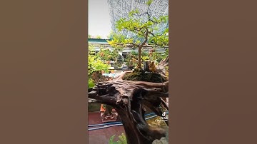 Cây cảnh Sơn Ca, Cần Giuộc, Long An