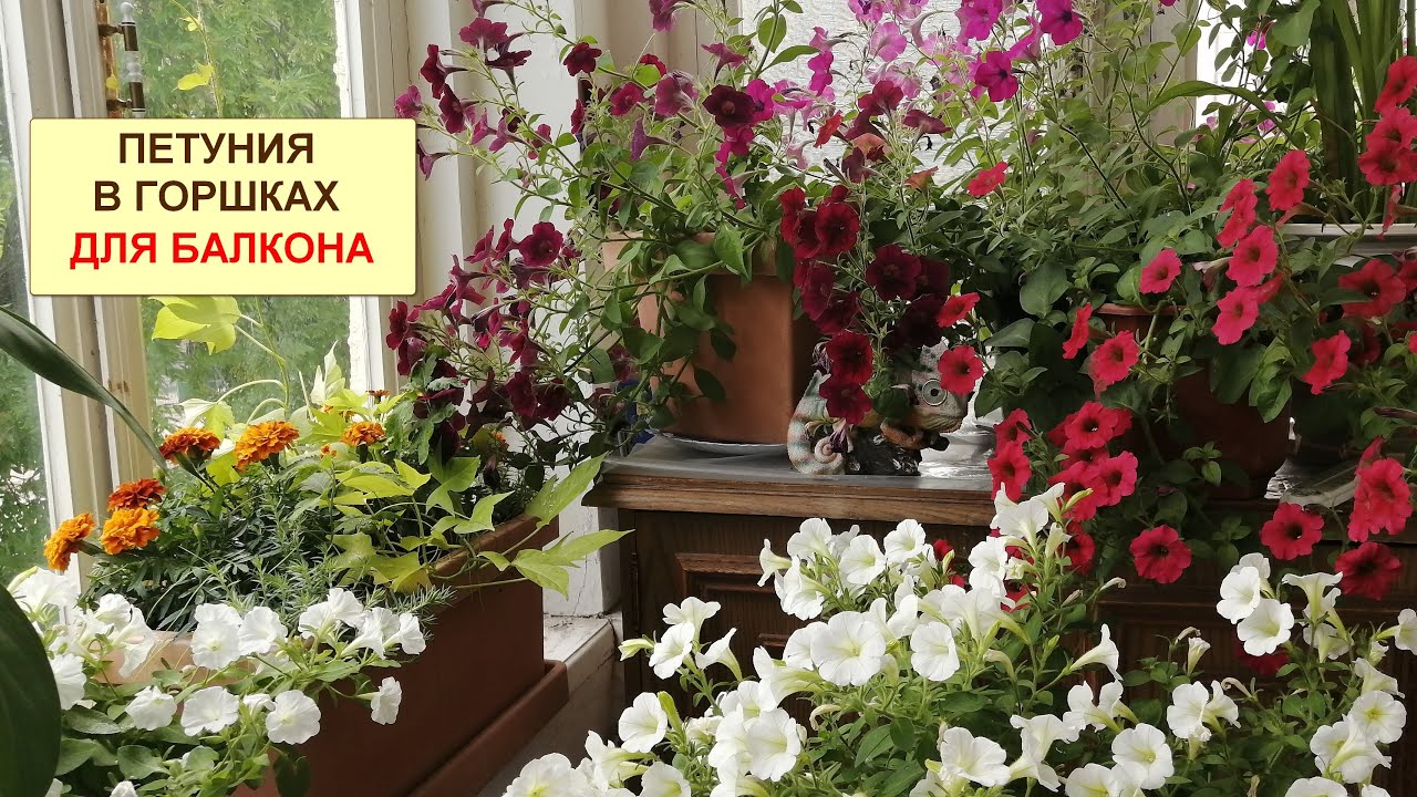 красивые балконы с петунией