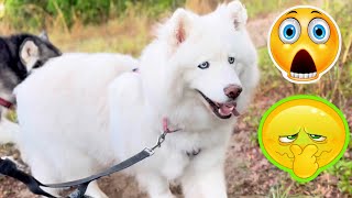 Giant Malamute's Hiking Surprise Causes Husky To Get Spooked! #alaskanmalamute #husky