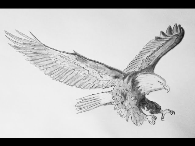 Como dibujar un aguila - How to draw an eagle - YouTube