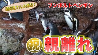 フンボルトペンギンの子ども 待望の◯◯が訪れました！