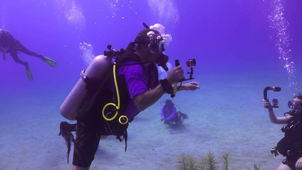 SCUBA Dive with Dolphins in Roatan, Honduras, C.A. YouTube