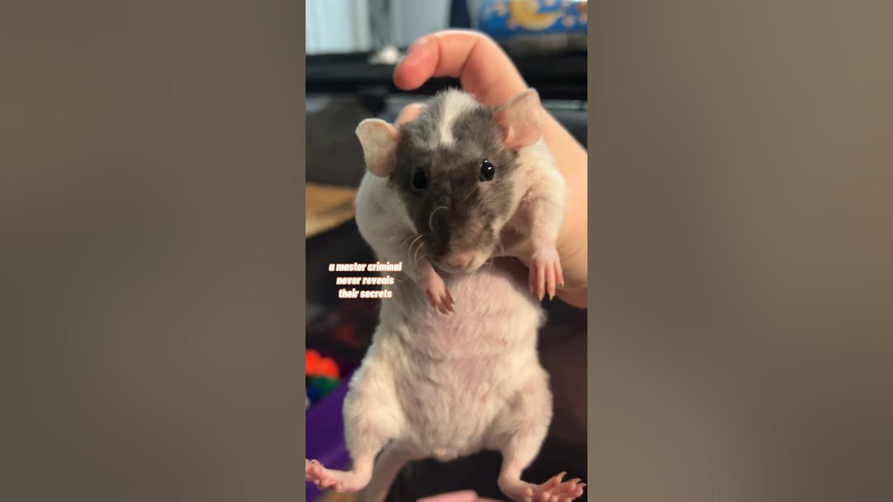 Trying To Stop My Pet Rats From Escaping YouTube