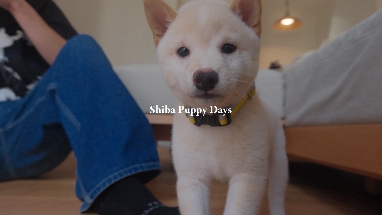 白豆柴のパピーと過ごす｜はじめてだらけの日常