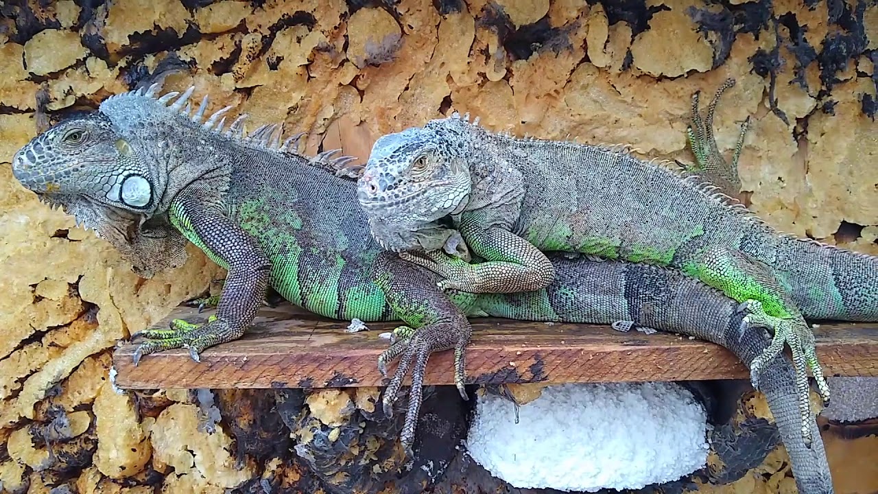 juntar iguanas que no se conocen? YouTube juntar iguanas que no se conocen? YouTube