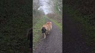 A Spring Walk With Our Leonberger Around Lynemouth