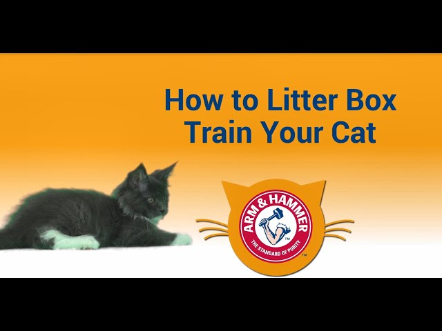 How to litter train your kitten