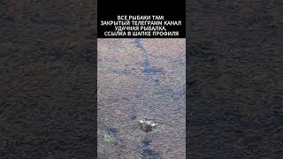 Поклёвка окуня #рыбак #fishing #рыба #рыбалка #окунь #ловляокуня #поклевка