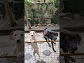 Bouncing dogs  meenu  appu  funny dogs