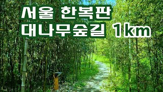 서울 한복판에서 즐기는  대나무 숲길 1km  미루나무길과  이팝나무 꽃길을 같이 걸어세요!!
