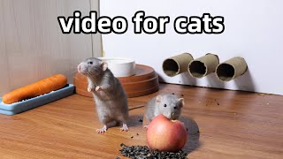 Cat TvRat Video for Cats to WatchCat Game to Relax your pets