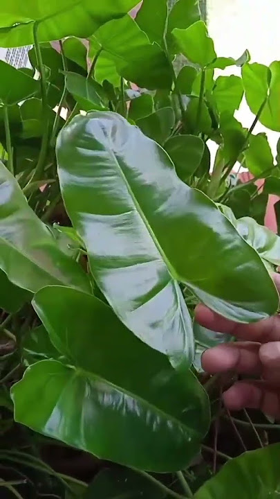Tanaman philodendron brekele