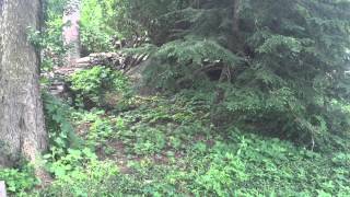 Hidden cemetery on Nicholasville Rd