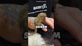 Mann nahm Fingeraffen mit nach Hause