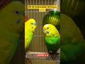 Jay Bhole Ki Bol Ke😍🦜#youtubeshorts #shortvideo #pets #birds #shorts #trending #explore #shortsfeed