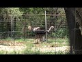 Ostrich at Austin Zoo 2026