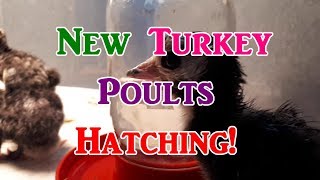 Hatching Turkeys!