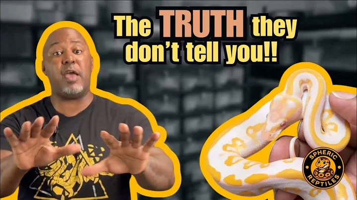 Ball Python Breeding 201: Truths, Costs & Smart Project Strategy
