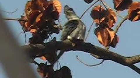 Crested tree swift and Sunbird