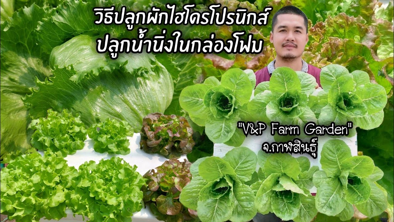 วิธีปลูกผักไฮโดรโปนิกส์ แบบน้ำนิ่งในกล่องโฟม 📌