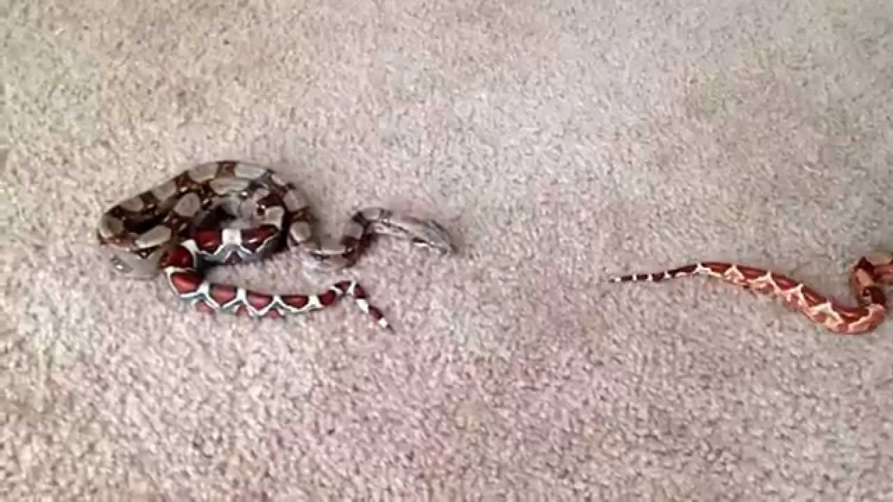 youtube capture mac Trying To Breed These Snakes ! Let me know if it's a bad idea .. Comment