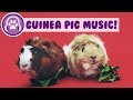 15 hour guinea pig music relaxing pet music to calm your guinea pig