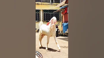 Bakara Goat Bakara Farm Goatlovers Bokada बकर Bakare Goatdiwane Goatfarm 