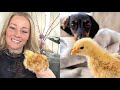 Loulou & Coco’s Diary| To a garden center, car broken and cuddling with baby chicks.