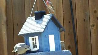 Dove &amp; Finches Feeding