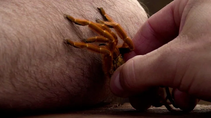 Najbardziej jadowite zwierzęta świata I W piątki o 23:00 od 12 sierpnia na HISTORY