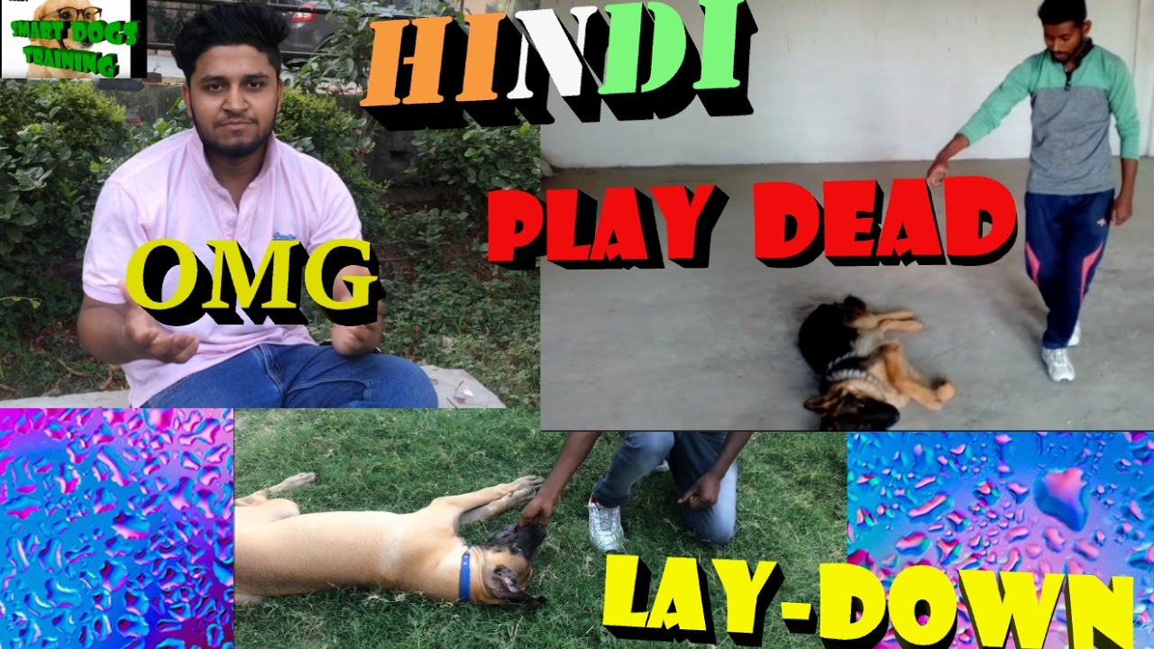 Train your dog lie down and play dead dog training in hindi YouTube