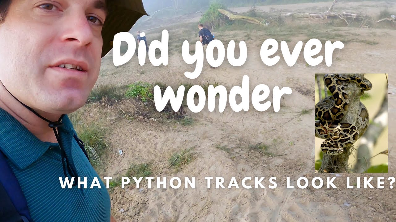 HUGE PYTHON tracks sighting on early morning walk - The Python is the ...