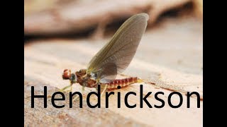 NO HACKLE  light Hendrickson my version Bon Picks VOL 6