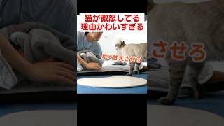 猫が怒ってる理由がかわいすぎるよ