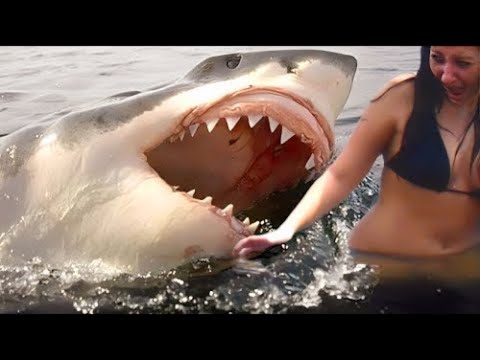 Video: Würde ein Hai ein Kajak angreifen?