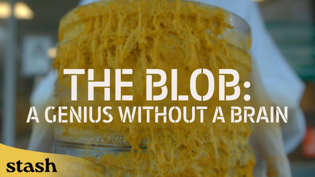 Not An Animal, Plant, Or Fungi...What's The Blob?