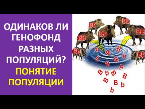 32. Одинаков ли генофонд разных популяций? Понятие популяции