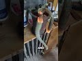 Why people are burning their cactus #trending #viral #lifehacks