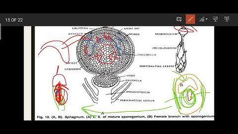 Sphagnum : Dehiscence of Sporophyte , Gemination of Sopre (Gametophyte Development ) , Life Cycle