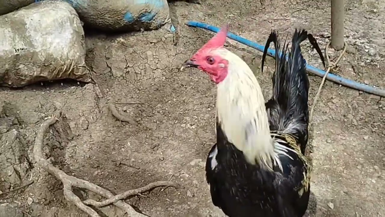 TOTO BACK YARD BREADER #LITODOLOSAVLOG #MANOKPANGSABONG 