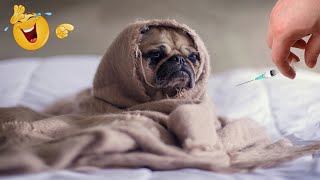 New Funniest Animals Videos of 2024  -  Funny Cats and Dogs