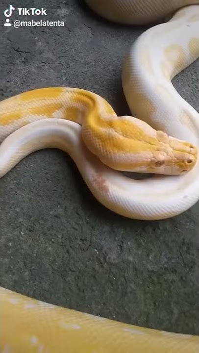 Burmese python/ball python - YouTube
