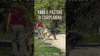 Yaro il Pastore di Ciarplanina #pastore #cane #doglovers #pastorediciarplanina #dogs